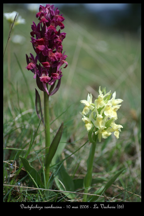 Dactylorhiza sambucina