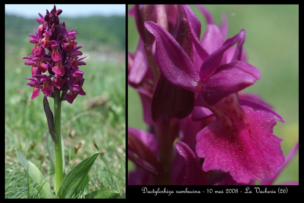 Dactylorhiza sambucina11