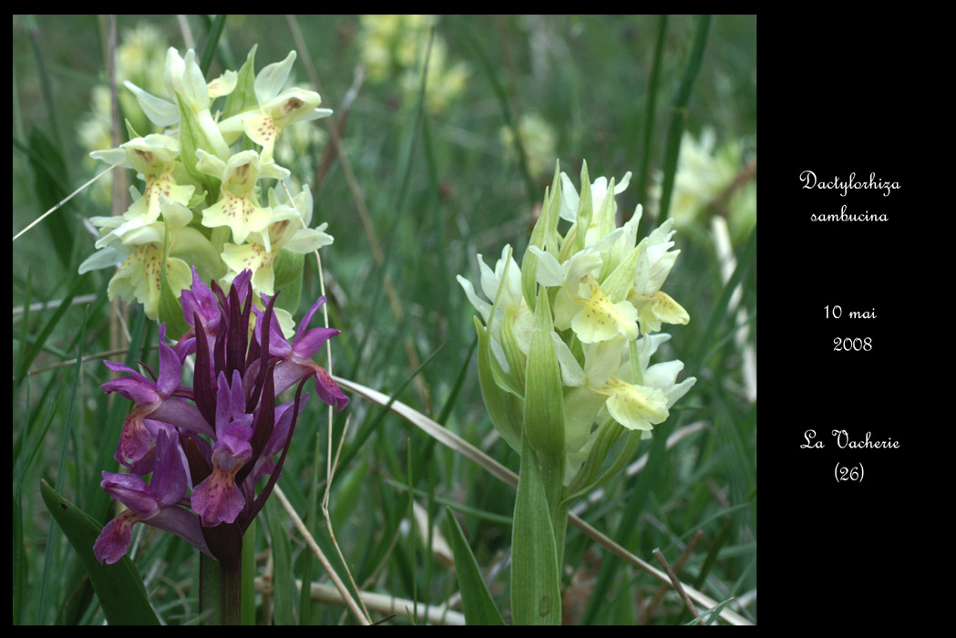 Dactylorhiza sambucina12