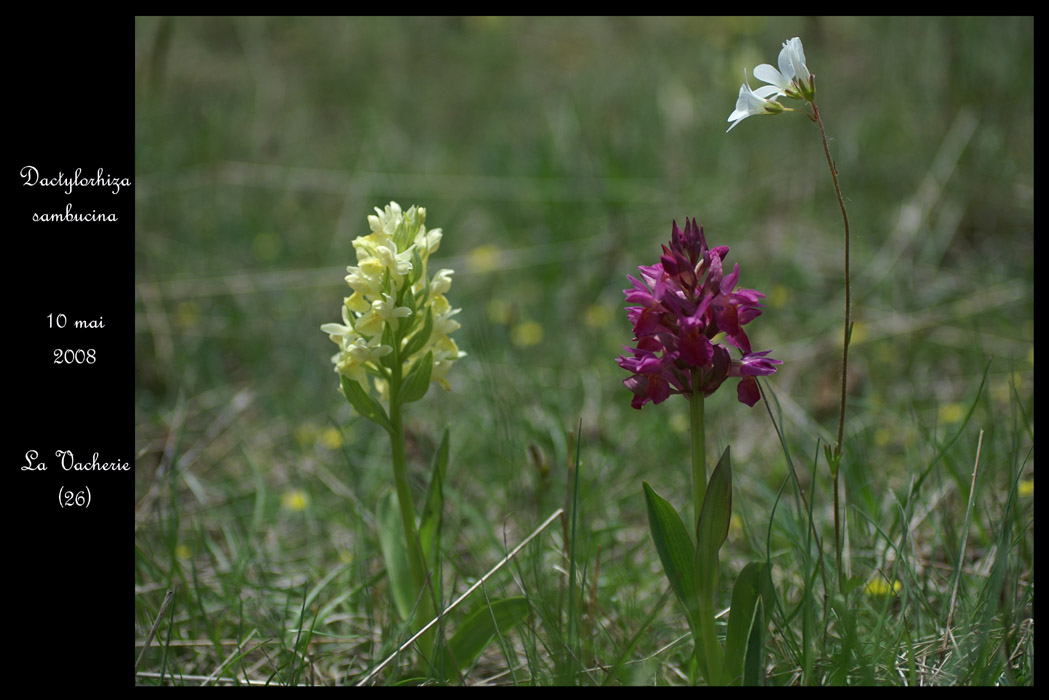 Dactylorhiza sambucina2