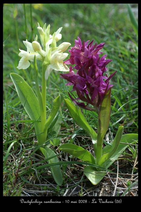 Dactylorhiza sambucina7