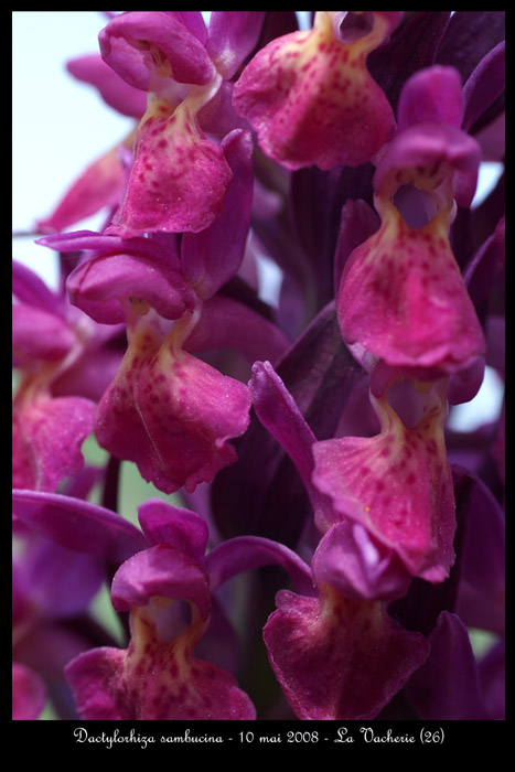 Dactylorhiza sambucina8