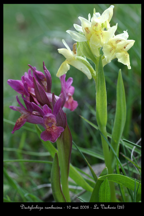 Dactylorhiza sambucina9