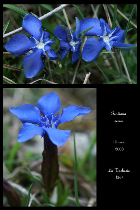 Gentiana verna