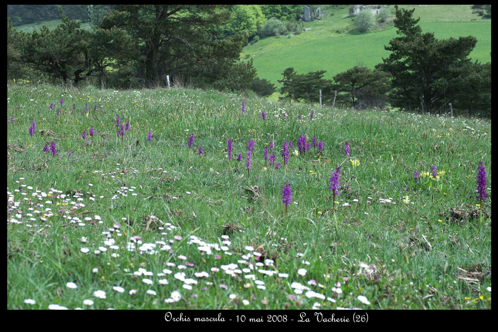 Orchis mascula2