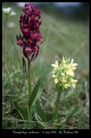 Dactylorhiza sambucina