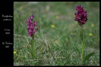 Dactylorhiza sambucina3