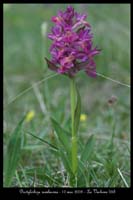 Dactylorhiza sambucina4