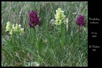 Dactylorhiza sambucina5