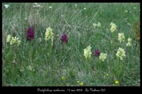 Dactylorhiza sambucina6