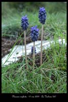 Muscari neglecta