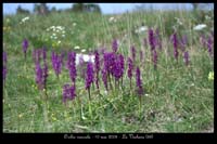 Orchis mascula