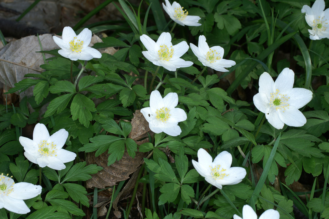 Anemone nemorosa Bois de Lewarde 010407 (49)