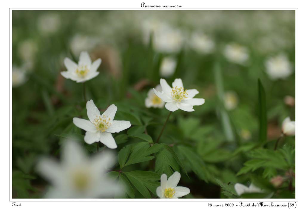 Anemone nemorosa2