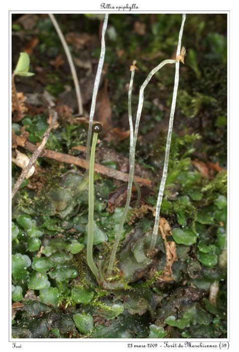 Pellia epiphylla2