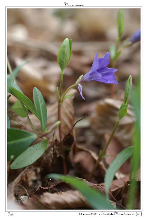 Vinca minor5