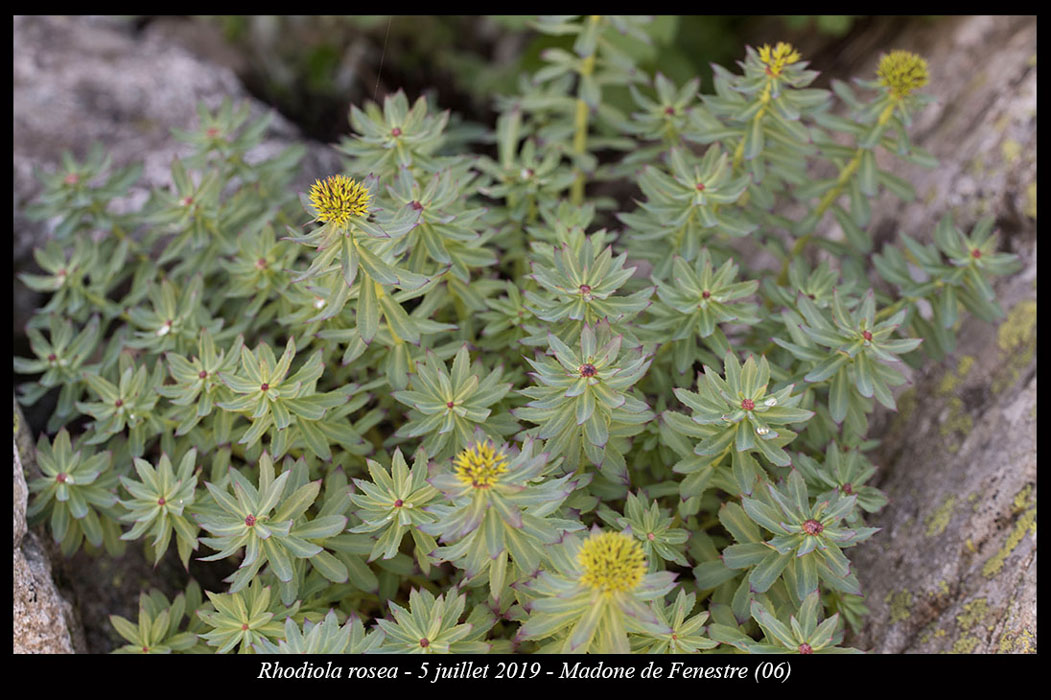 Rhodiola-rosea4