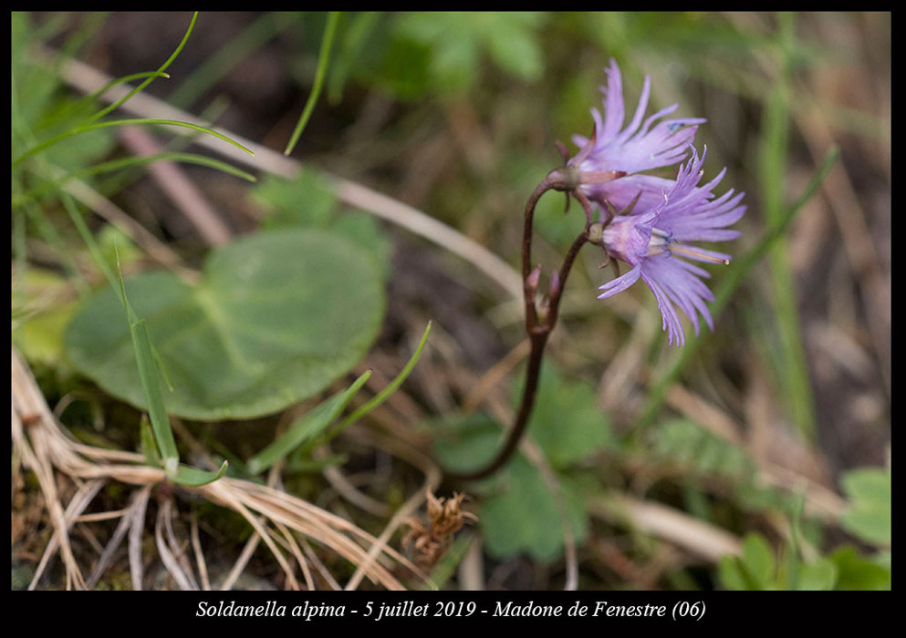 Soldanella-alpina
