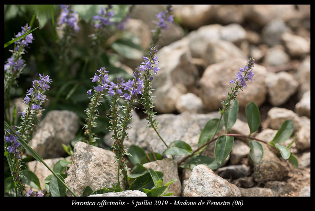 Veronica-officinalis6