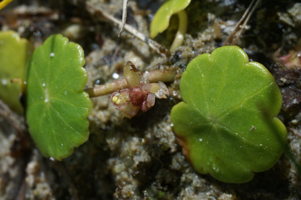 Hydrocotyle vulgare Merlimont 170607 (38)