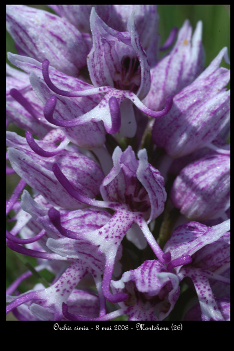 Orchis simia4