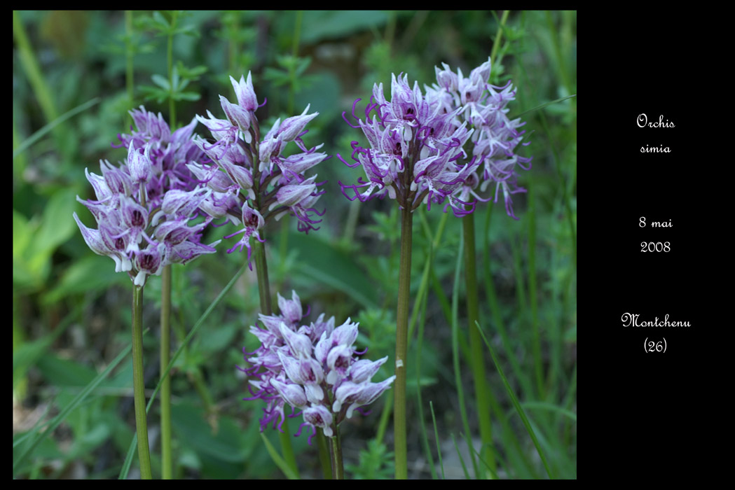 Orchis simia8
