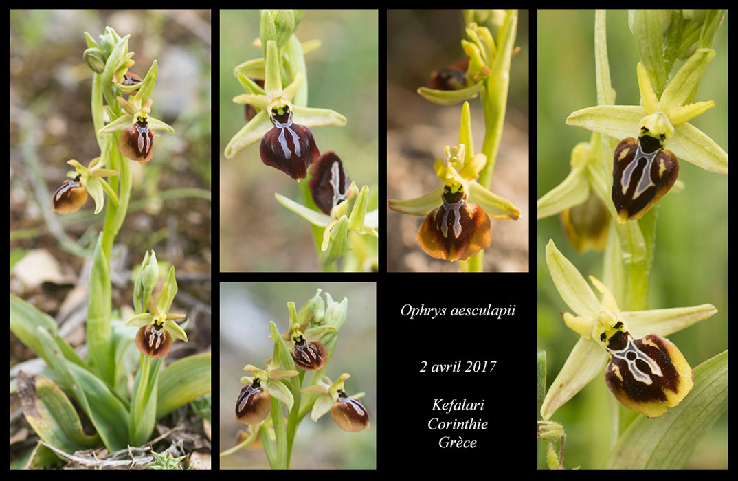 Ophrys-aesculapii