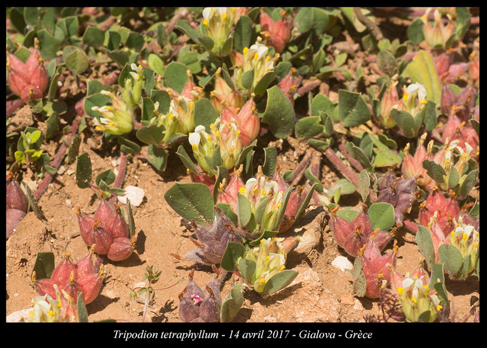 Tripodion-tetraphyllum2