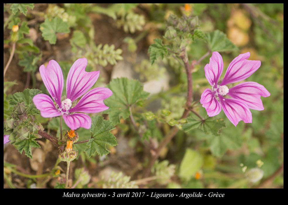 Malva-sylvestris2