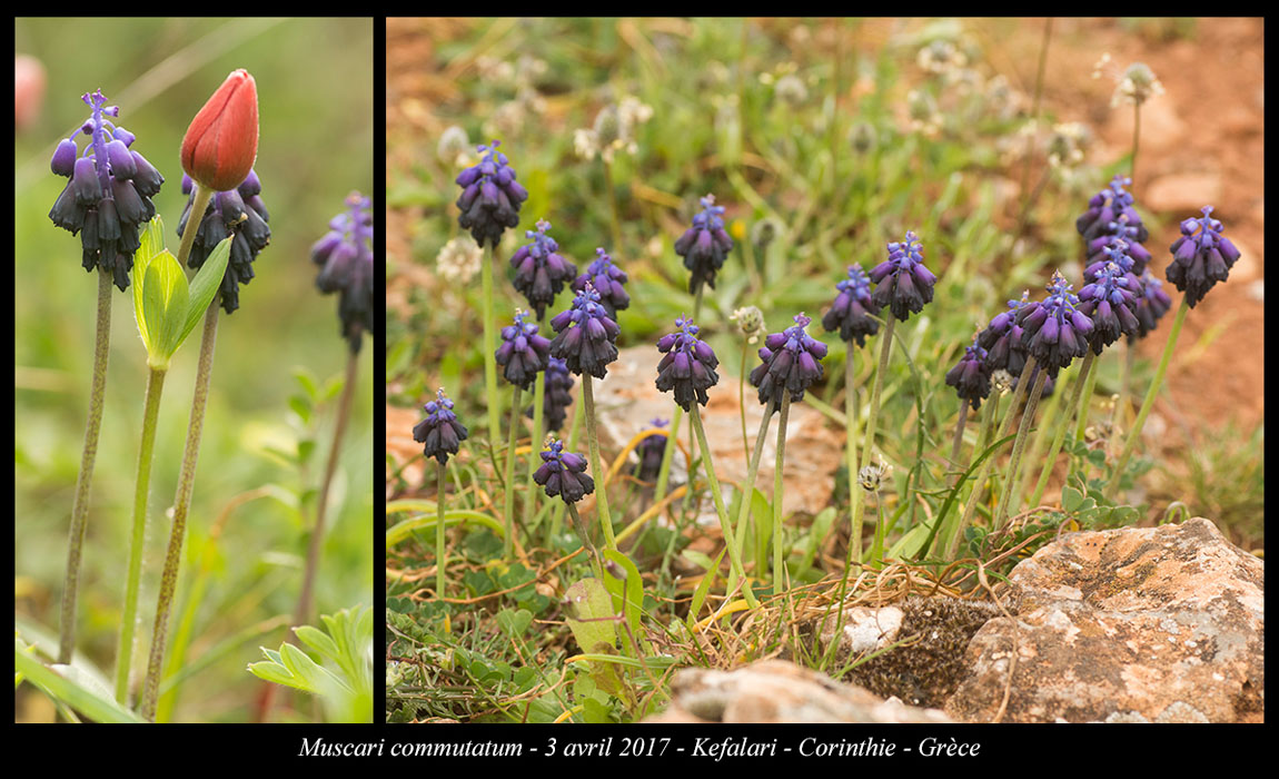 Muscari-commutatum