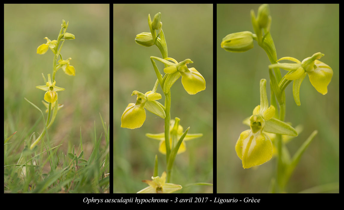 Ophrys-aesculapii9