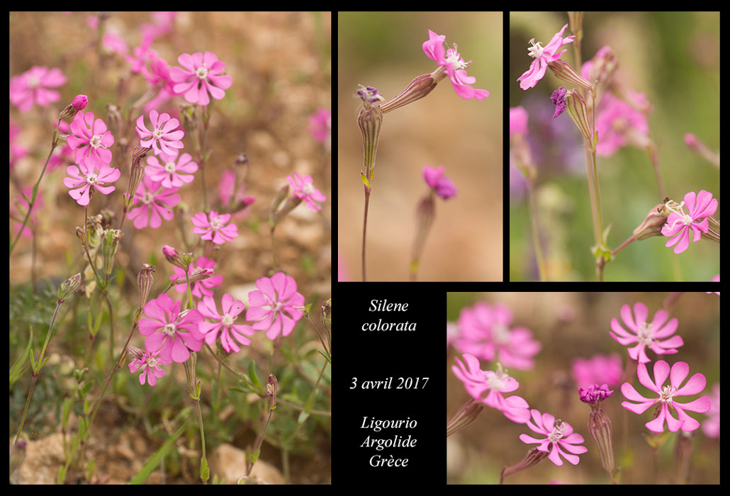 Silene-colorata