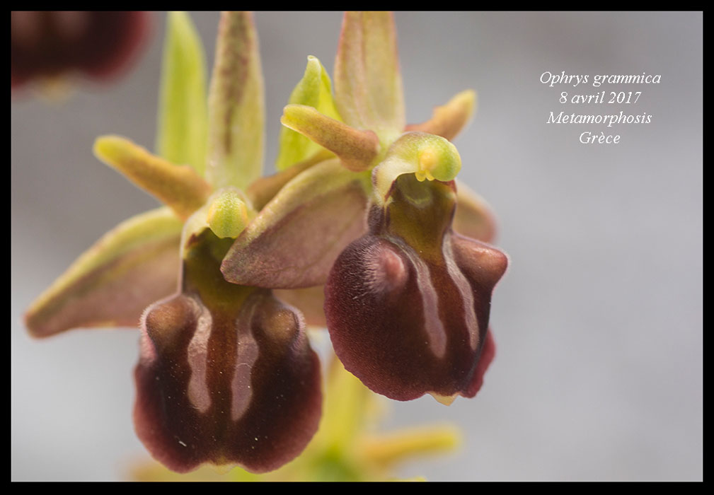 Ophrys-grammica3