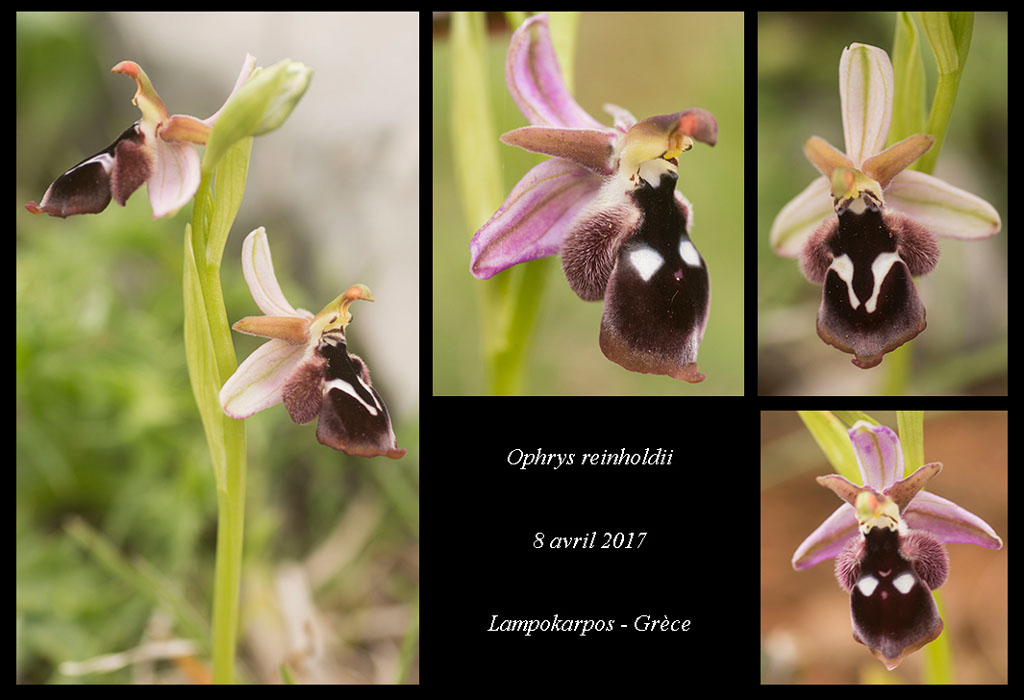 Ophrys-reinholdii2