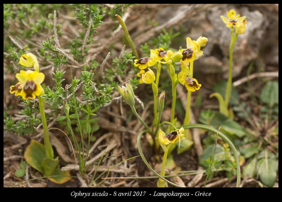 Ophrys-sicula