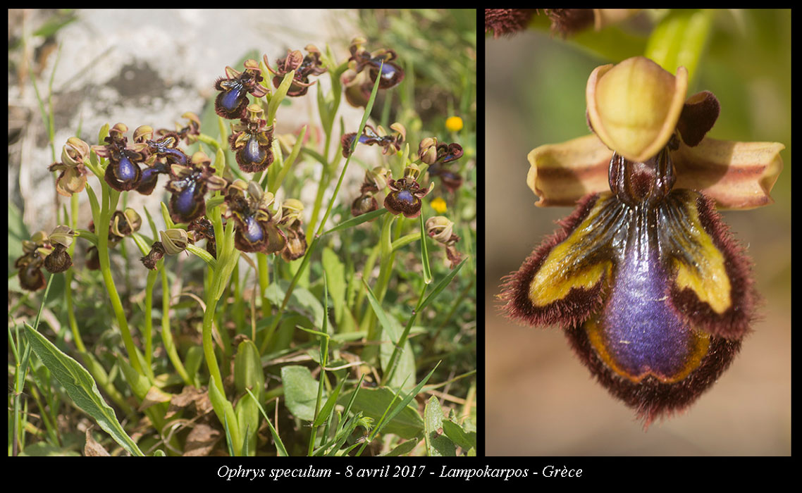 Ophrys-speculum
