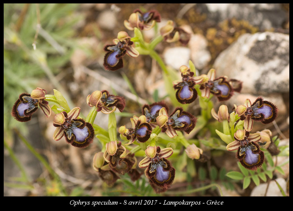 Ophrys-speculum2
