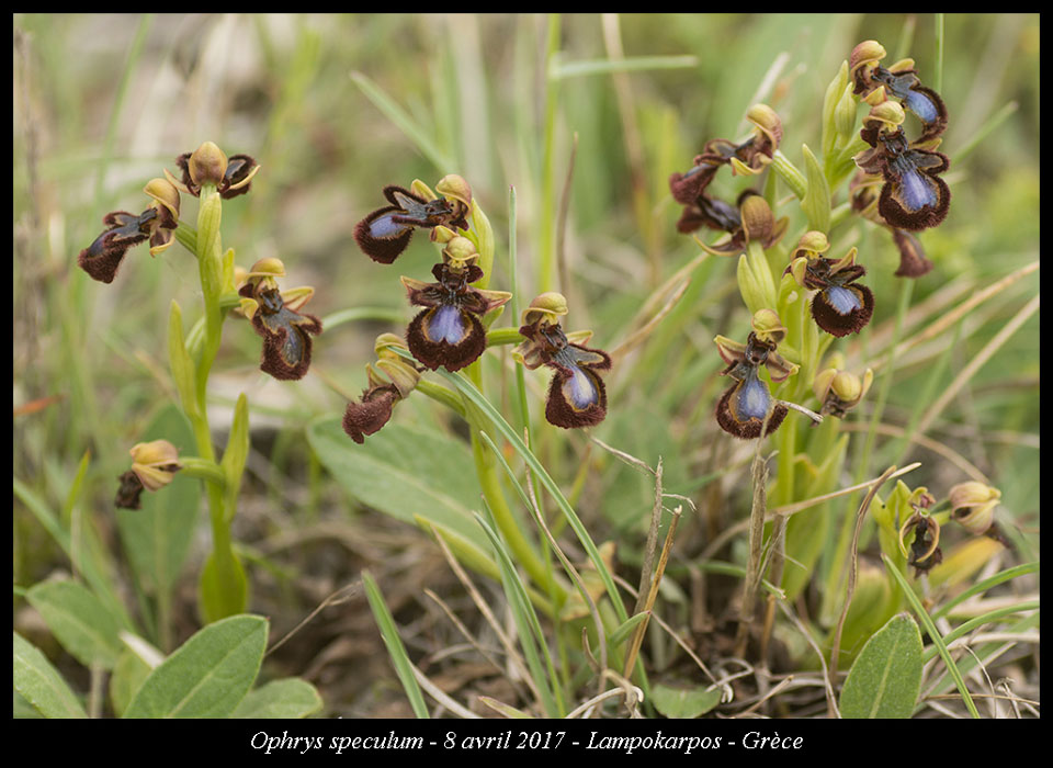 Ophrys-speculum3