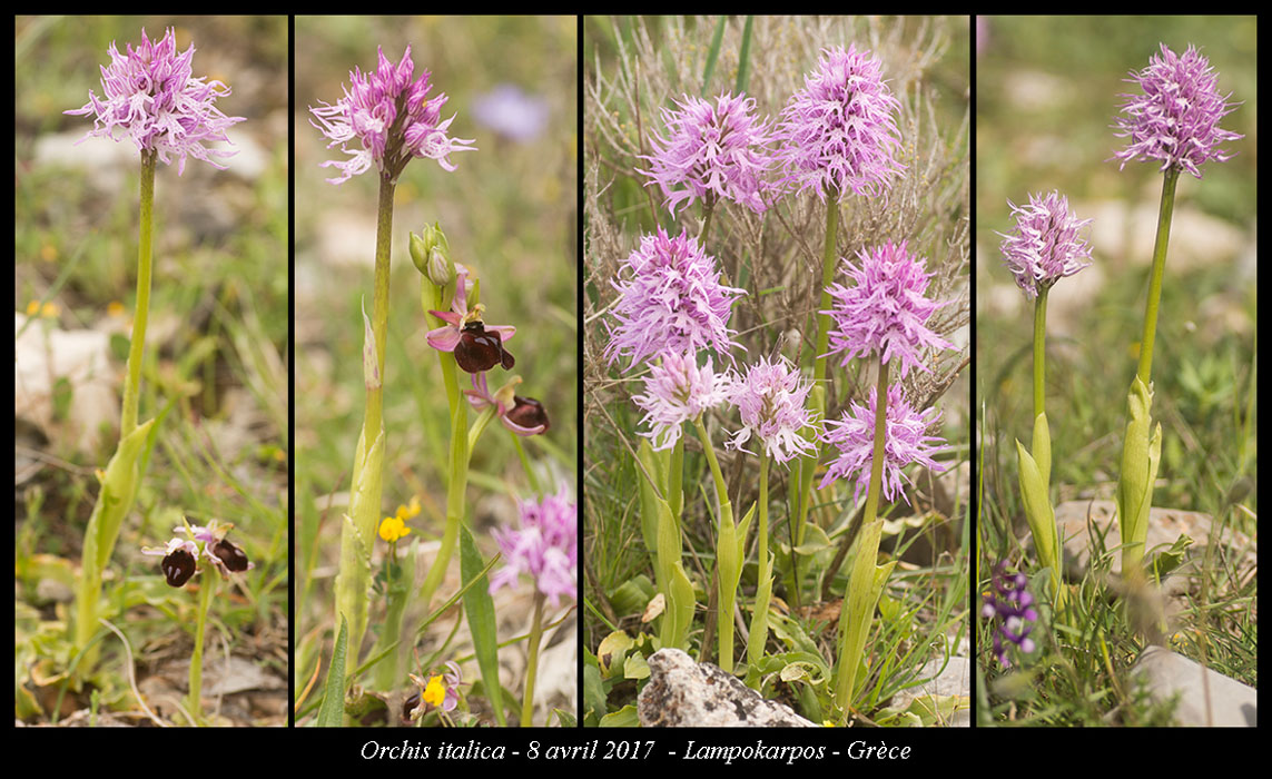 Orchis-italica
