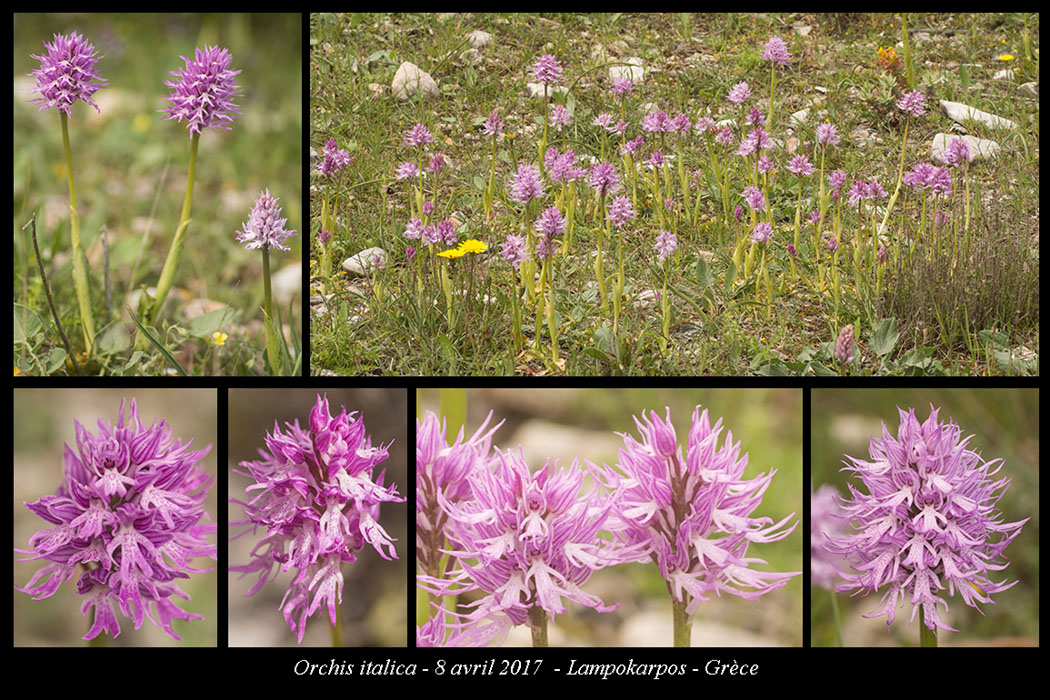 Orchis-italica2