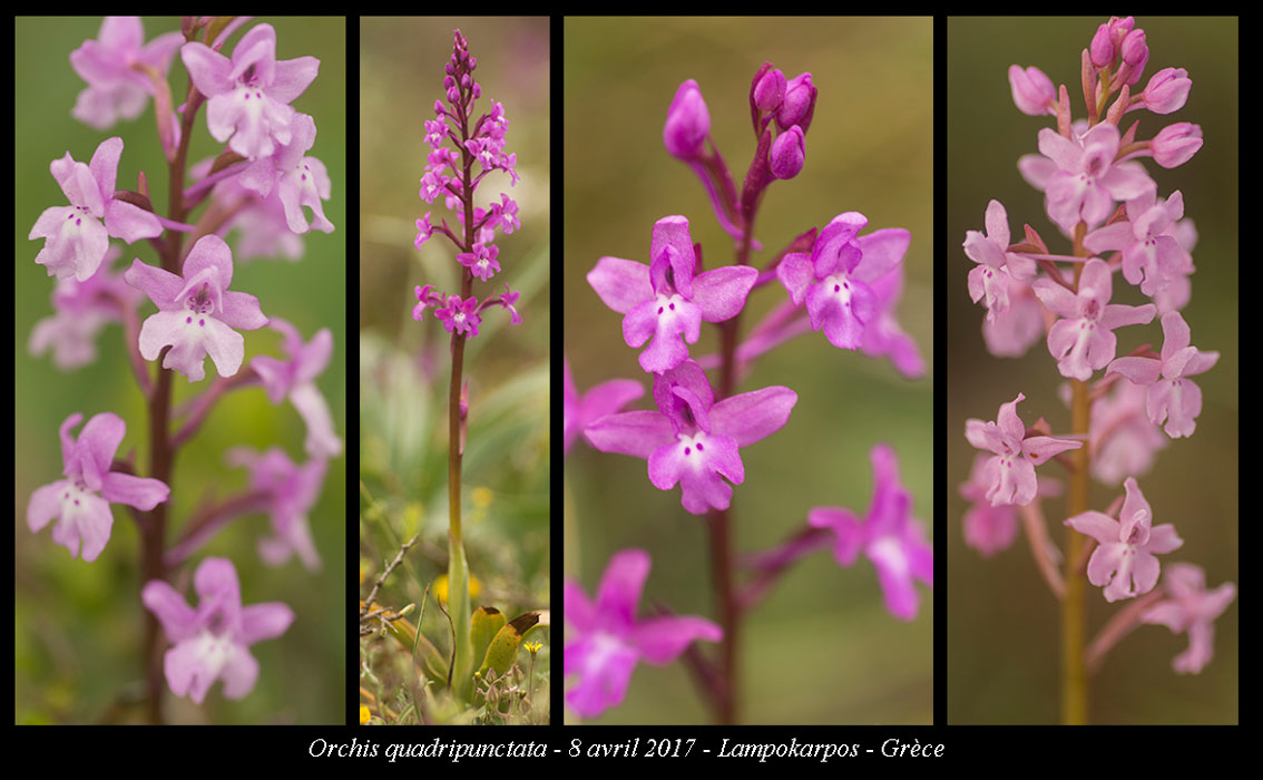 Orchis-quadripunctata