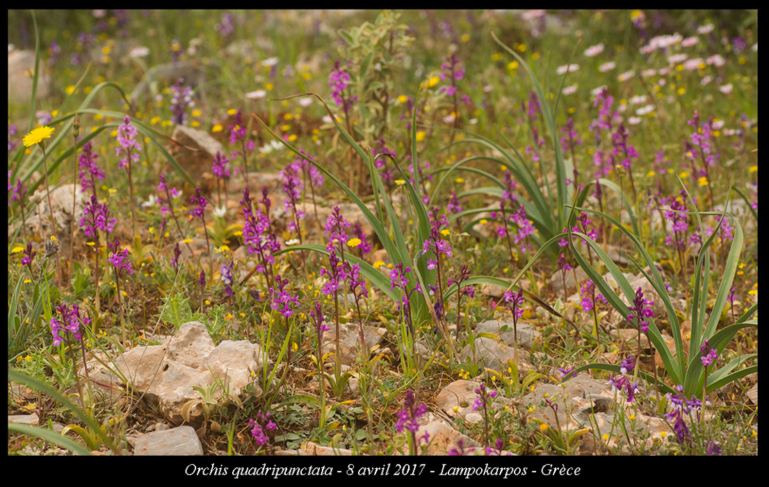 Orchis-quadripunctata2