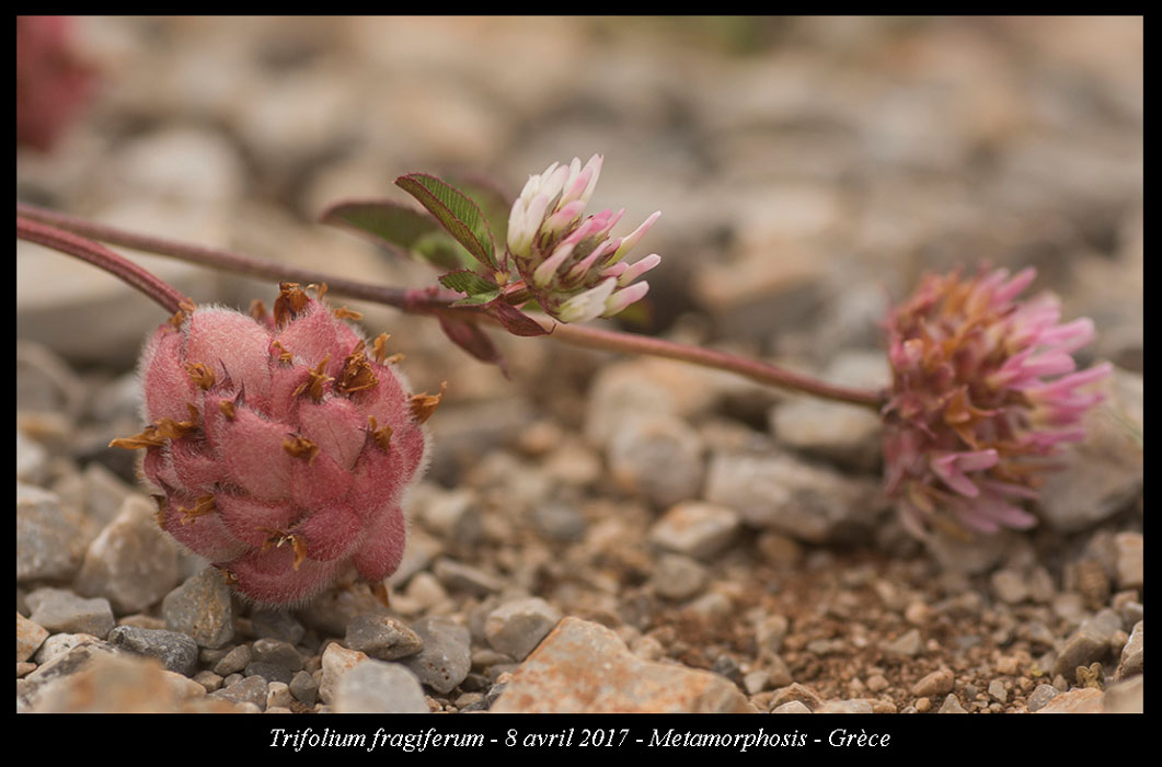 Trifolium-fragiferum