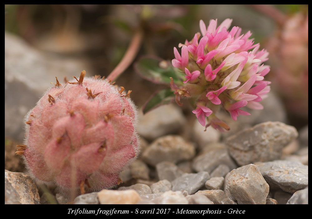 Trifolium-fragiferum2