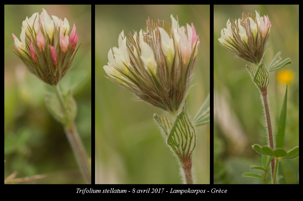 Trifolium-stellatum
