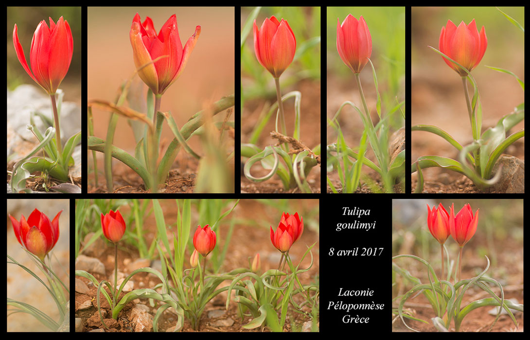 Tulipa-goulimyi2