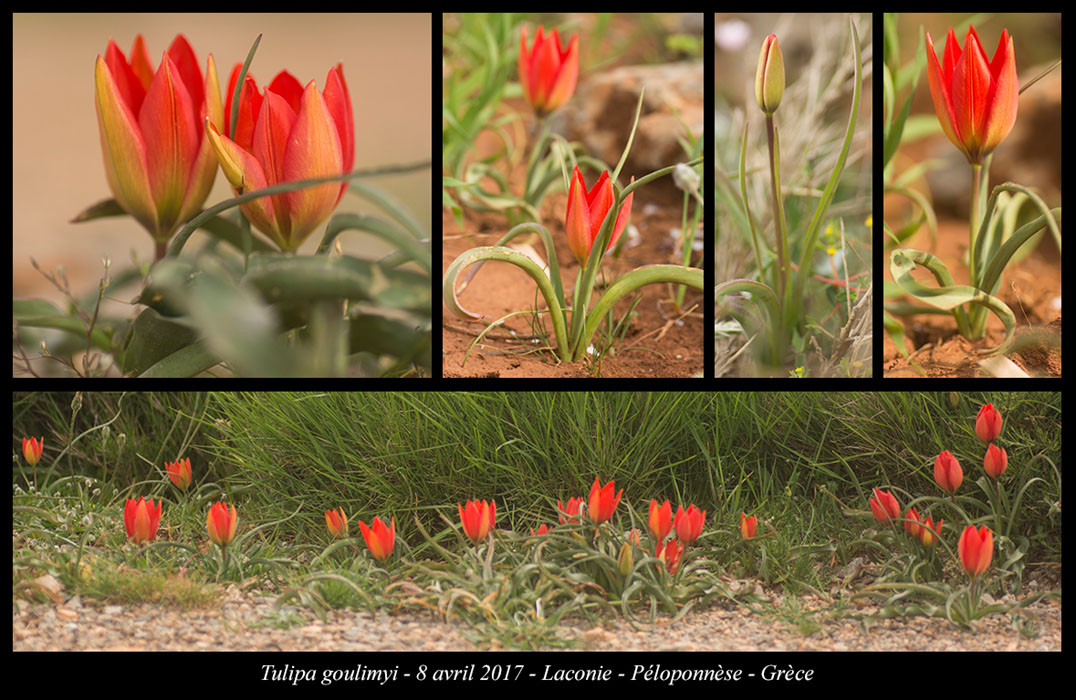 Tulipa-goulimyi3