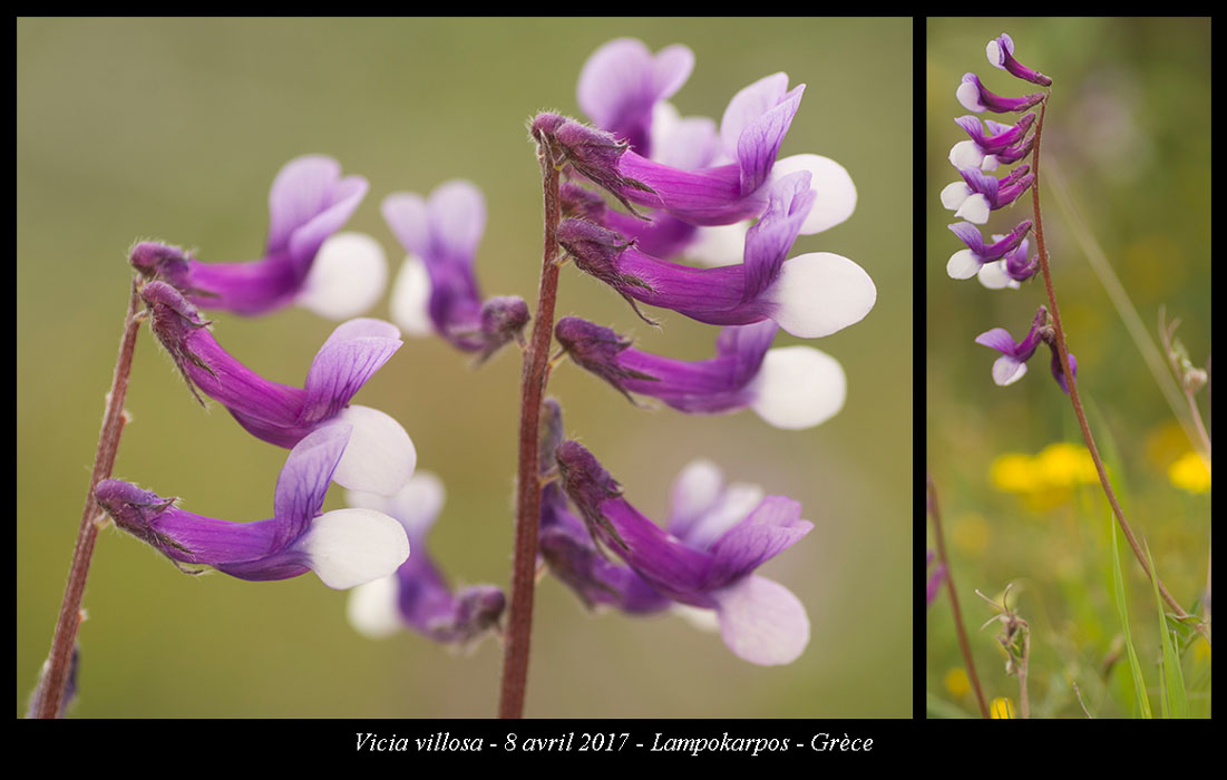 Vicia-villosa