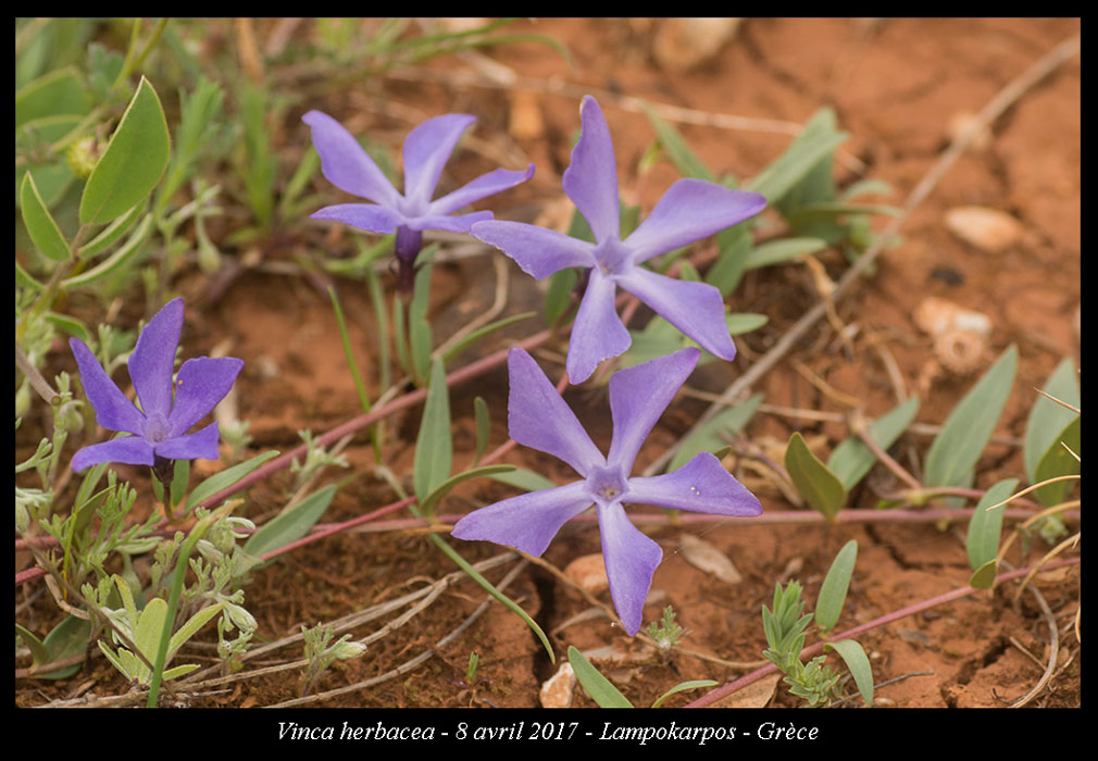 Vinca-herbacea2