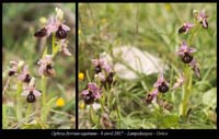 Ophrys-ferrum-equinum6